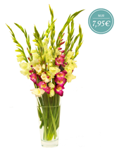 Bild zu Miflora: Blumenstrauß “Sophie” mit 10 bunten Gladiolen für 12,90€ inklusive Versand
