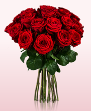 Bild zu [Top + nur eine Stunde] Miflora: 20 Red Naomi Rosen (50cm Stiellänge) für 14,90€