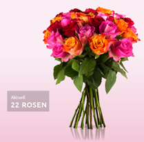 Bild zu Miflora: Rosen Rallye – 30 bunte Rosen für 18,90€