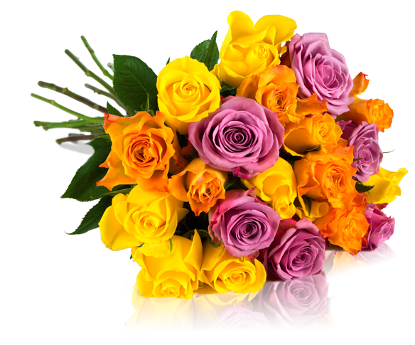 Bild zu Miflora: Rosen Rallye mit 28 bunten Rosen für 18,90€