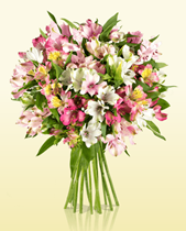 Bild zu Miflora: Blumenstrauß “Pink Paisley” mit 15 Alstromerien für 18,90€