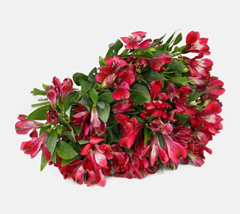 Bild zu Blume Ideal: 20 Inkalilien mit bis zu 100 Blüten für 16,94€