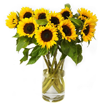 Bild zu Blume Ideal: 12 Sonnenblumen (60cm lang) für 16,94€