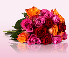 Bild zu Miflora: Rosen Rallye – 28 bunte Rosen für 18,90€
