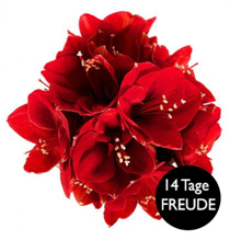 Bild zu Blume Ideal: Fünf rote Amaryllis (ca. 20 Blüten) für 18,94€