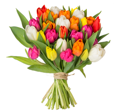 Bild zu 47 bunte Tulpen für 22,94€ inklusive Versand
