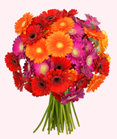 Bild zu Blume Ideal: Blumenstrauß mit 41 bunten Gerberas (50cm Stiellänge) für 20,94€