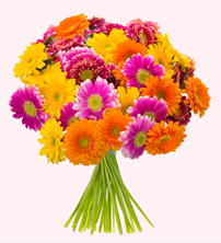 Bild zu Blume Ideal: Blumenstrauß mit 33 bunten Gerberas für 20,94€