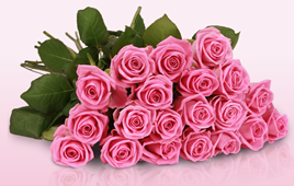 Bild zu Miflora: Rosen Rallye – 25 pinke, rosa & rote Rosen (50cm Stiellänge) für 18,90€
