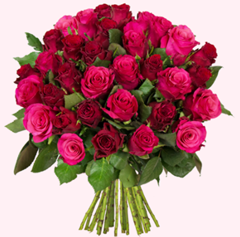 Bild zu Blume Ideal: Blumenstrauß mit 41 pinken und roten Rosen (50cm Stiellänge) für 23,94€