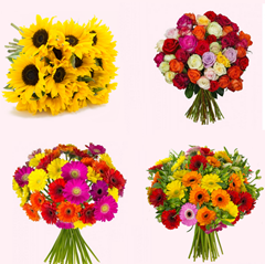 Bild zu BlumeIdeal: neue Woche, neue Blumenangebote – so z.B. 41 Rosen für 23,94€
