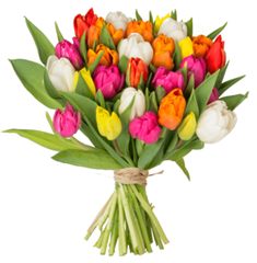 Bild zu Blume Ideal: Blumenstrauß „Osterspecial“ mit 44 bunten Tulpen (40cm Länge) für 22,98€