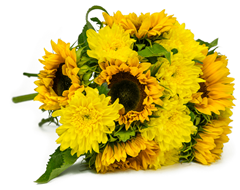Bild zu Blume Ideal: Blumenstrauß “Sunshine Love” mit 7 Sonnenblumen & 7 Chrysanthemen für 20,98€