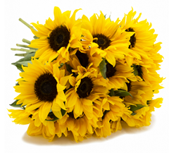 Bild zu Blume Ideal: Blumenstrauß mit 17 Sonnenblumen (50cm Länge) für 19,98€