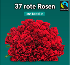 Bild zu Blume Ideal: Blumenstrauß “ChristmasRoses” mit 37 roten FAIRTRADE Rosen (50cm Länge) für 22,98€