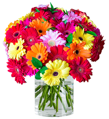 Bild zu Blume Ideal: Blumenstrauß mit 35 bunten Gerberas für 20,98€