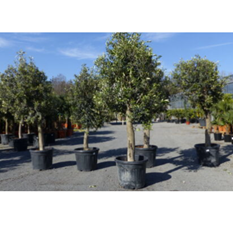 Bild zu Olivenbaum Olive „20 Jahre“ 170 – 180 cm Olea Europaea „Arbequina“ für 99,99€