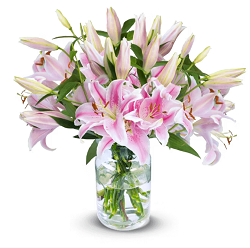 Bild zu 20 pinke Lilien mit bis zu 80 XXL Blüten für 27,48€