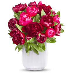 Bild zu Blumenstrauß Red Charm mit 20 Pfingstrosen für 26,98€