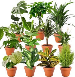 Bild zu 8er-Set Pflanzenüberraschung (40-70cm, 12-15cm Topf) für 29,48€
