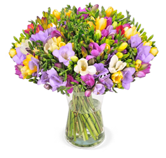 Bild zu Blume Ideal: Blumenstrauß mit 50 bunten Freesien (bis zu 400 Blüten) für 26,98€