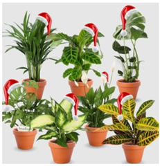 Bild zu Nikolaus-Special: 7er-Set Pflanzen (30 – 50cm, 12-15cm Topf) für 28,98€