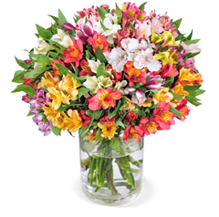 Bild zu Blume Ideal: Blumenstrauß mit 50 Inkalilien (bis zu 300 Blüten) für 27,48€