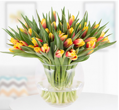 Bild zu Blumenshop: Blumenstrauß mit 30 rot-gelben Tulpen für 27,90€